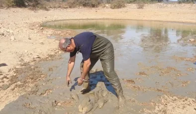 Bodrum’daki Kuraklık Nedeniyle Balıklar Başka Gölete Taşındı